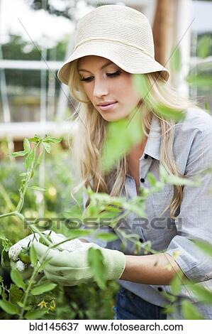 Caucasian woman tending growing plants View Large Photo Image Stock Photo - Caucasian woman tending growing plants. Fotosearch