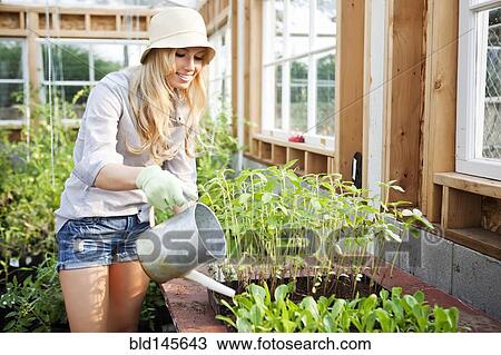 Stock Image - Caucasian woman watering plants in greenhouse. Fotosearch