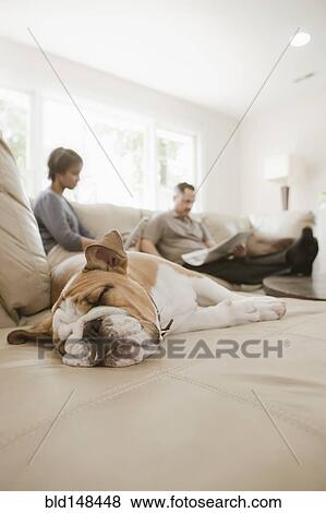 Stock Photo - Couple relaxing on sofa with English bulldog. Fotosearch