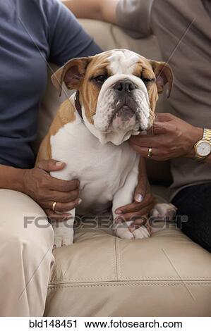 Stock Image - Couple sitting on sofa petting English bulldog. Fotosearch