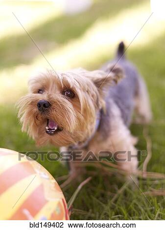 Dog in grass playing with ball View Large Photo Image Stock Image - Dog in grass playing with ball. Fotosearch