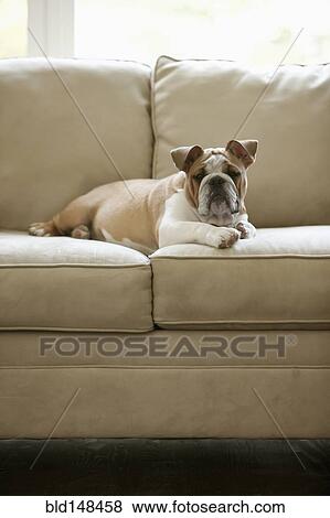 English bulldog laying on sofa View Large Photo Image Stock Photo - English bulldog laying on sofa. Fotosearch
