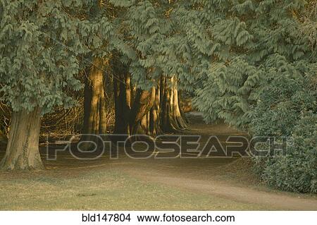 Entrance to mysterious forest area View Large Photo Image Picture - Entrance to mysterious forest area. Fotosearch