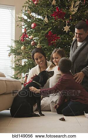 Family petting dog in living room on Christmas morning View Large Photo Image Stock Photograph - Family petting dog in living room on Christmas morning. Fotosearch