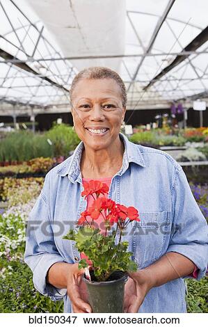 Mixed race woman holding flower in plant nursery View Large Photo Image Stock Photo - Mixed race woman holding flower in plant nursery. Fotosearch