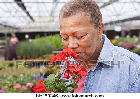 Mixed race woman smelling flower in plant nursery View Large Photo Image Stock Photograph - Mixed race woman smelling flower in plant nursery. Fotosearch