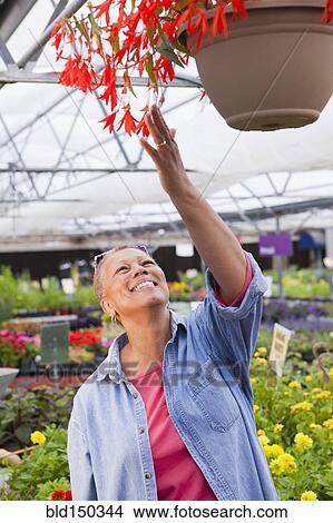 Mixed race woman tending plants in nursery View Large Photo Image Picture - Mixed race woman tending plants in nursery. Fotosearch