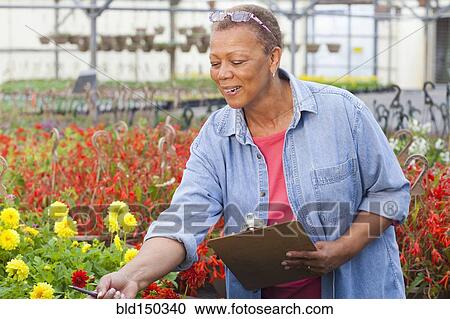 Mixed race woman working in plant nursery View Large Photo Image Stock Image - Mixed race woman working in plant nursery. Fotosearch