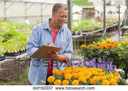 Stock Photo - Mixed race woman working in plant nursery. Fotosearch