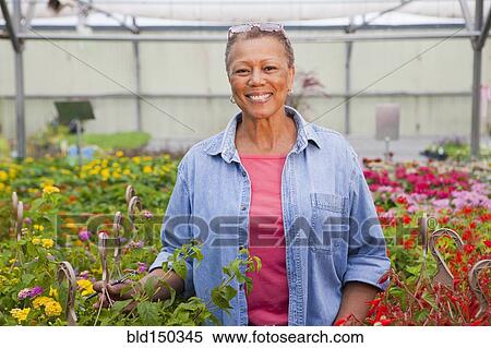 Mixed race woman working in plant nursery View Large Photo Image Stock Photography - Mixed race woman working in plant nursery. Fotosearch