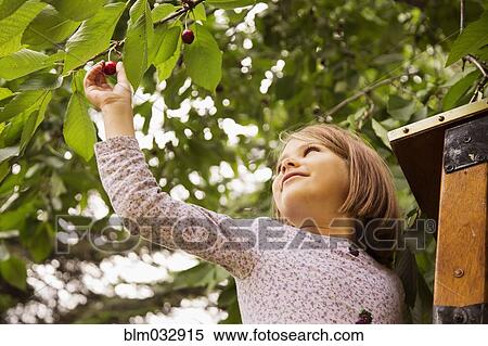 Caucasian girl picking cherry from tree View Large Photo Image Stock Photography - Caucasian girl picking cherry from tree. Fotosearch