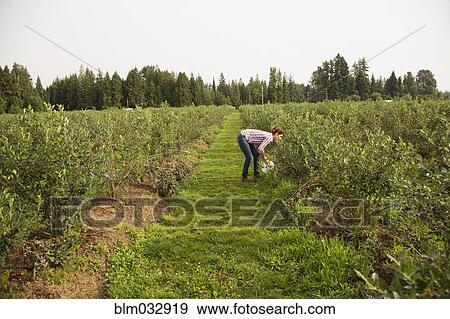 Caucasian woman picking berries on farm View Large Photo Image Stock Photo - Caucasian woman picking berries on farm. Fotosearch