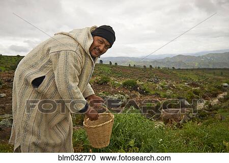 Farmer picking vegetables in rural field View Large Photo Image Stock Image - Farmer picking vegetables in rural field. Fotosearch