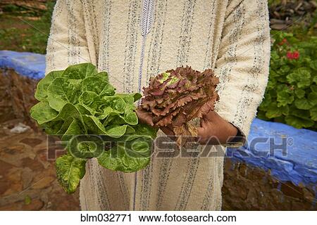 Stock Image - Farmer picking vegetables in rural field. Fotosearch