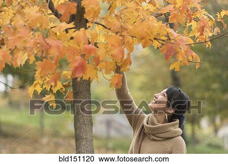 Stock Image - Asian woman reaching for autumn leaves in park. Fotosearch