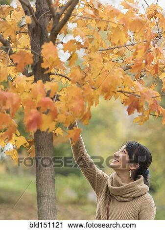 Asian woman reaching for autumn leaves in park View Large Photo Image Stock Image - Asian woman reaching for autumn leaves in park. Fotosearch