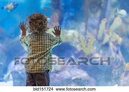 Picture - Caucasian baby boy admiring fish in aquarium. Fotosearch