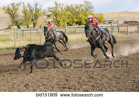 Caucasian boy chasing cattle at rodeo View Large Photo Image Stock Photo - Caucasian boy chasing cattle at rodeo. Fotosearch