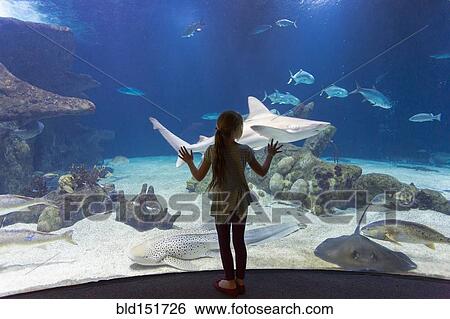 Caucasian girl admiring fish in aquarium View Large Photo Image Stock Photograph - Caucasian girl admiring fish in aquarium. Fotosearch
