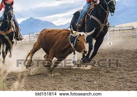Picture - Caucasian herders chasing cattle at rodeo. Fotosearch