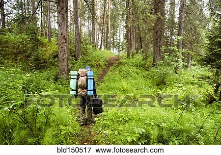 Caucasian hiker carrying backpack in forest View Large Photo Image Stock Photo - Caucasian hiker carrying backpack in forest. Fotosearch