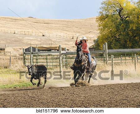 Caucasian woman chasing cattle at rodeo View Large Photo Image Stock Photograph - Caucasian woman chasing cattle at rodeo. Fotosearch
