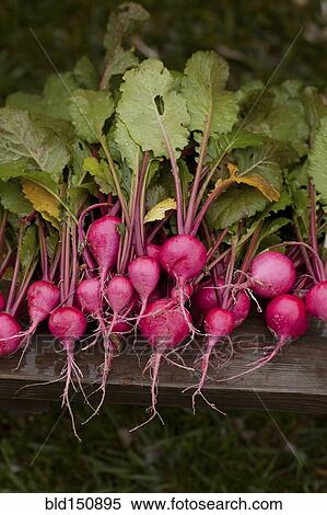 Stock Photography - Close up of fresh radishes. Fotosearch