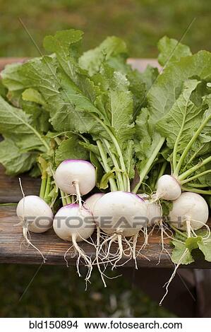 Picture - Close up of fresh turnips. Fotosearch