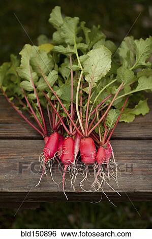 Close up of fresh vegetables View Large Photo Image Stock Photograph - Close up of fresh vegetables. Fotosearch