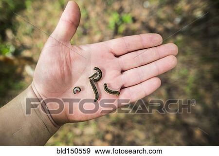 Close up of hand holding caterpillars View Large Photo Image Stock Photo - Close up of hand holding caterpillars. Fotosearch