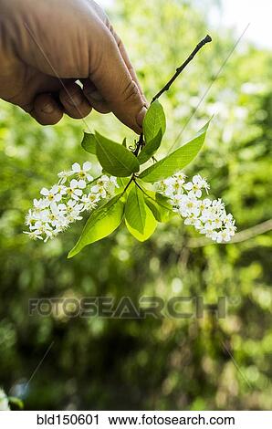 Close up of hand holding flowers View Large Photo Image Stock Image - Close up of hand holding flowers. Fotosearch