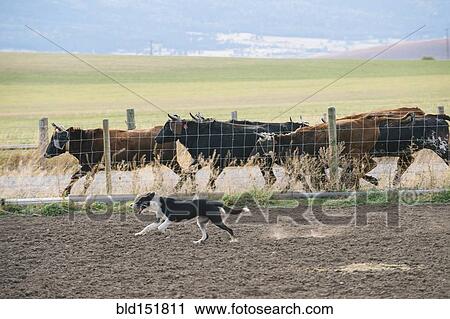 Stock Image - Dog herding cattle on ranch. Fotosearch