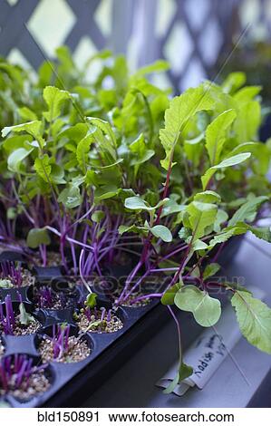Stock Image - High angle view of plants growing in tray. Fotosearch