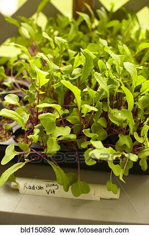 Stock Image - High angle view of plants growing in tray. Fotosearch