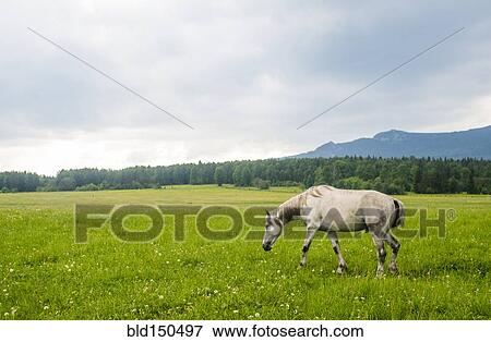 Horse grazing in rural meadow View Large Photo Image Stock Photo - Horse grazing in rural meadow. Fotosearch