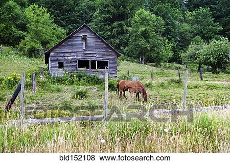 Stock Photo - Horse grazing near barn in grassy rural field. Fotosearch