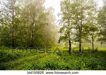 Trees and shrubs in misty forest View Large Photo Image Stock Photograph - Trees and shrubs in misty forest. Fotosearch