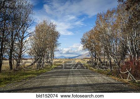 Picture - Trees near gravel road under blue sky. Fotosearch