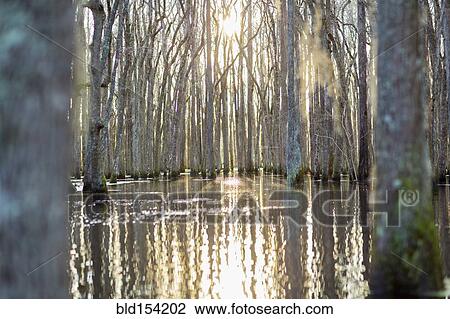 Bare trees in swamp reflecting in still water View Large Photo Image Stock Image - Bare trees in swamp reflecting in still water. Fotosearch