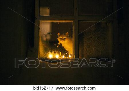 Cat peering out window by candle light at night View Large Photo Image Stock Photo - Cat peering out window by candle light at night. Fotosearch
