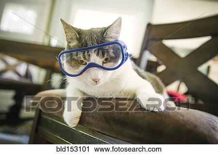 Cat wearing goggles on dining room chair View Large Photo Image Stock Image - Cat wearing goggles on dining room chair. Fotosearch