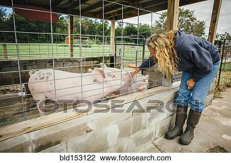 Caucasian farmer petting pig through fence on farm View Large Photo Image Stock Image - Caucasian farmer petting pig through fence on farm. Fotosearch