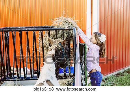 Stock Photo - Caucasian girl feeding livestock on farm. Fotosearch