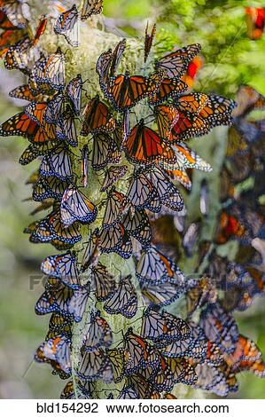 Close up of butterflies perching on plant View Large Photo Image Stock Image - Close up of butterflies perching on plant. Fotosearch