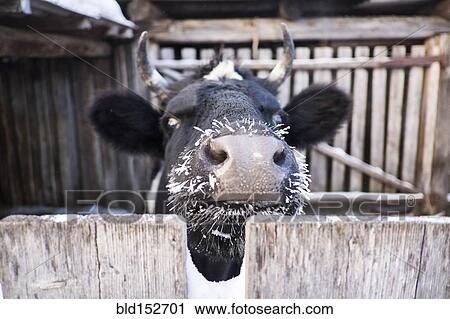 Close up of cow with frozen whiskers peering over fence View Large Photo Image Stock Image - Close up of cow with frozen whiskers peering over fence. Fotosearch