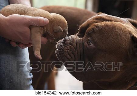 Close up of dog sniffing puppy View Large Photo Image Stock Image - Close up of dog sniffing puppy. Fotosearch