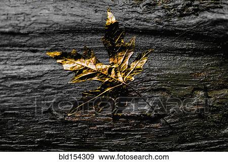 Close up of gold leaf on wet wooden log View Large Photo Image Stock Photo - Close up of gold leaf on wet wooden log. Fotosearch