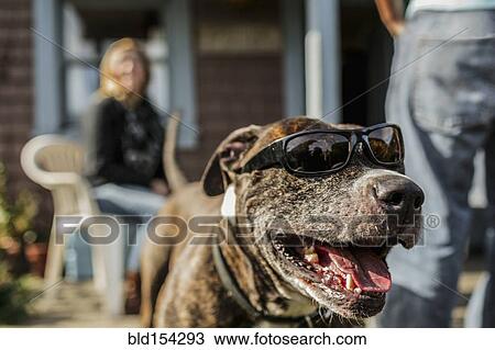 Stock Image - Close up of panting dog wearing sunglasses. Fotosearch