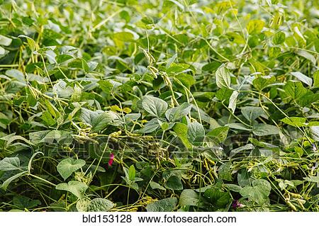 Stock Photo - Close up of plants growing in field. Fotosearch