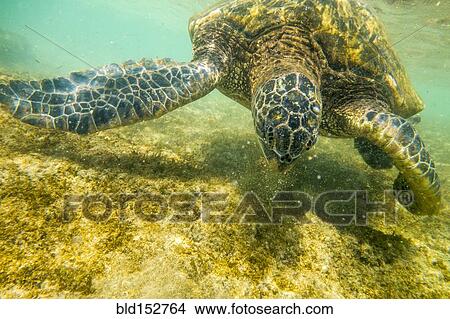 Close up of sea turtle swimming underwater View Large Photo Image Picture - Close up of sea turtle swimming underwater. Fotosearch